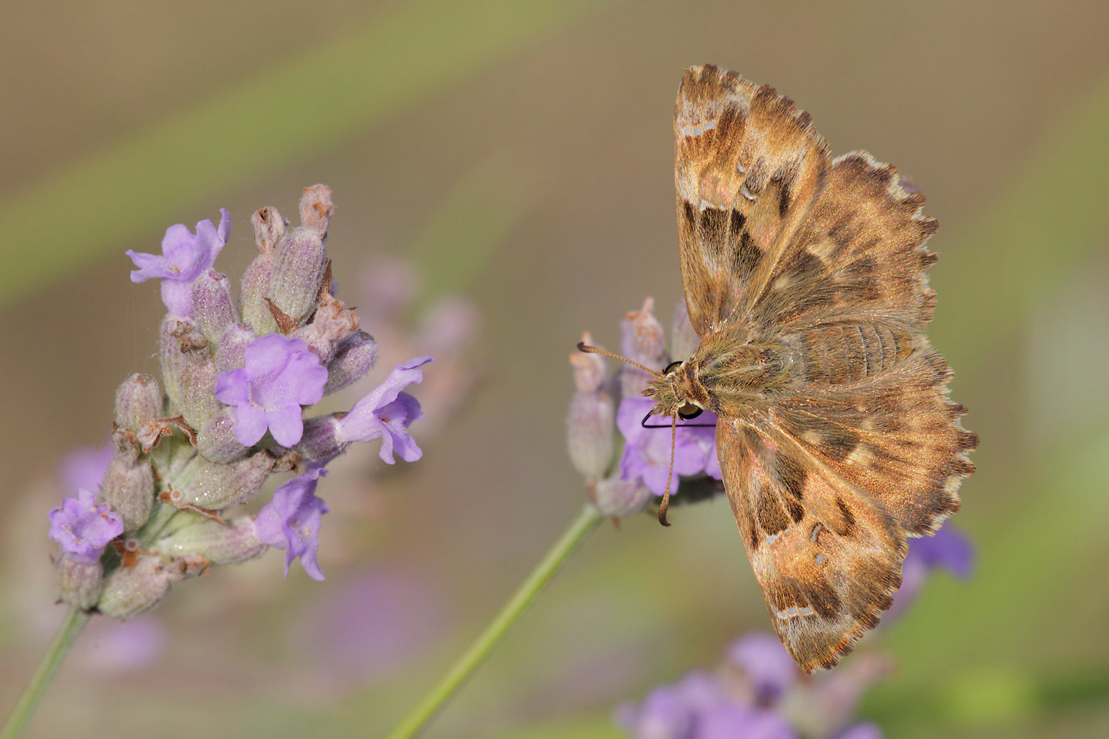 Carcharodus alceae